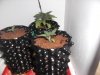 DSCF2478.JPG