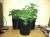 plants.JPG