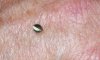 Germinated seed.jpg