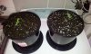 Potted in 20 litre pots.jpg