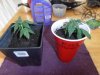 first clones 002.jpg