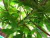foliage 002.jpg