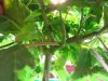 foliage 003.jpg