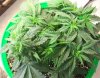 foliage 006.jpg
