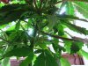 foliage 008.jpg