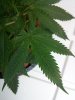 IMG_20130610_142839.jpg