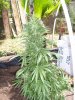 plantsforkamehamehasacrement 006.jpg