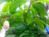 20130612_032336.jpg 20130612_032336.jpg
