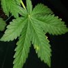 leaf.jpg