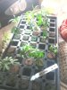 IMG_20130613_063241.jpg
