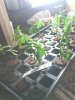 IMG_20130613_063250.jpg