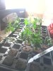 IMG_20130613_063303.jpg