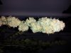20130611_091726.jpg 20130611_091726.jpg