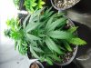 DSC00530.JPG