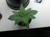 2013-06-13-651.jpg 2013-06-13-651.jpg