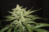 Snowcap 3.jpg