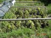Island Grow.jpg