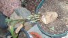 100_1163.jpg 100_1163.jpg
