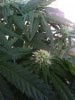 bud3.jpg bud3.jpg