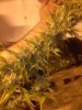 bud 1.jpg bud 1.jpg