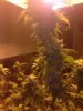 bud 2.jpg bud 2.jpg