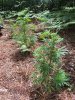 DSCN4833.jpg