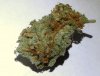 white widow (17).jpg white widow (17).jpg