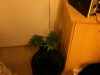 airpot tiny 1 - Copy.jpg