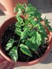 2013-06-17_18-30-45_848.jpg 2013-06-17_18-30-45_848.jpg