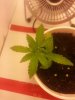 weed week 2 day 3.jpg weed week 2 day 3.jpg