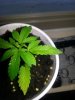 weed plant yellow leaves.jpg weed plant yellow leaves.jpg