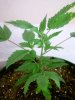 Indica 2e.jpg