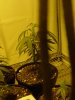 DSC02990.jpg