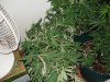 bud 001.jpg