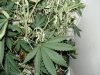 bud 003.jpg