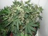 bud 004.jpg