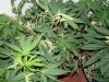 bud 005.jpg