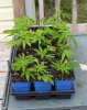 first got clones.jpg