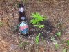 2weeks in ground.jpg