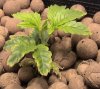 week2plantedb.jpg