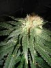 1_budsize1_004.jpg