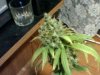 Pictures of Plants 002.jpg