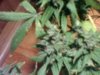 Pictures of Plants 003.jpg