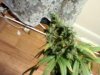 Pictures of Plants 004.jpg