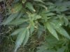 plant infest.jpg