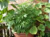 DSC05896.jpg