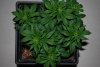White Widow.jpg White Widow.jpg