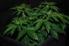 White Widow (3).jpg White Widow (3).jpg