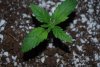 Pineapple Express (2).jpg Pineapple Express (2).jpg