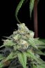 Mickey Kush #1 (3 of 8).jpg